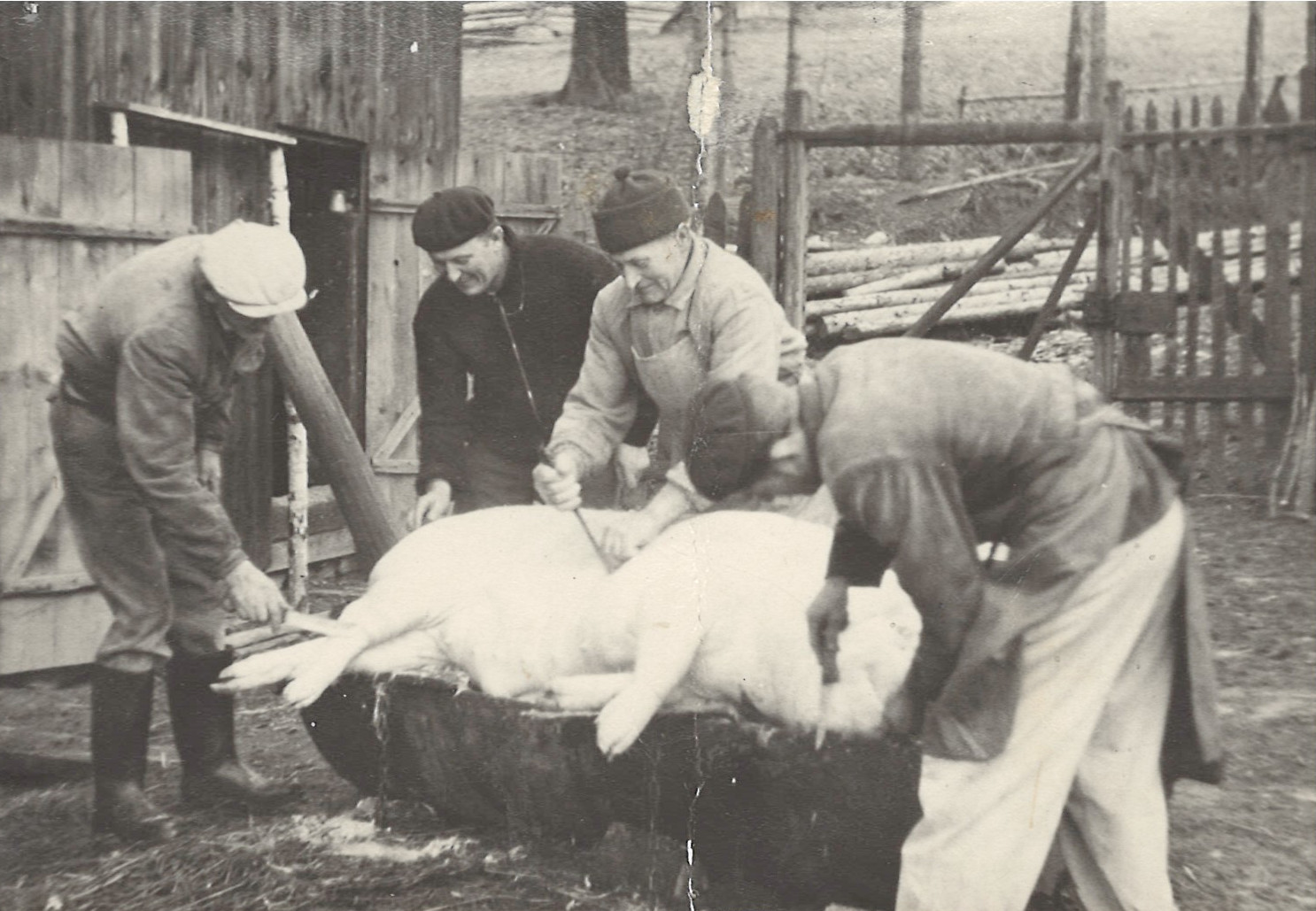 zabíjačka 1956